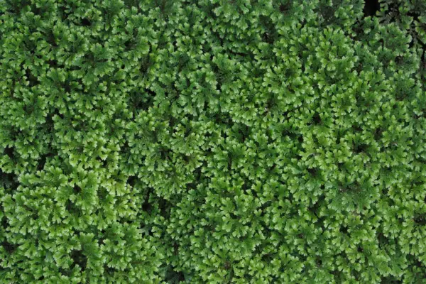 Spike moss (Selaginella wallichii). Getty Images