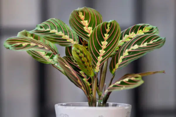 Prayer plant. Getty Images