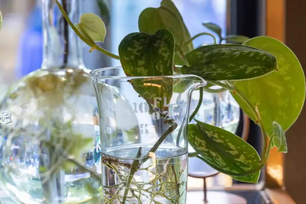 Pothos cuttings. Paul Debois