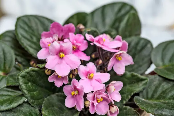 Pink African violet. Jason Ingram