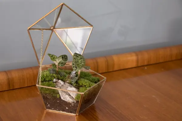 Jew orchid and bun moss terrarium. Sarah Cuttle
