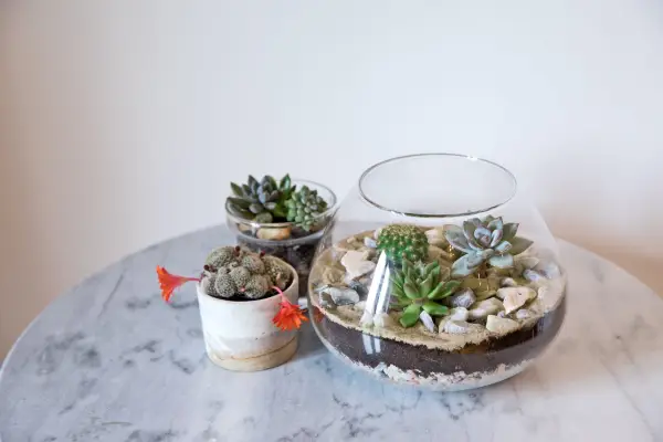 Echeveria and other succulents in an open terrarium. Sarah Cuttle