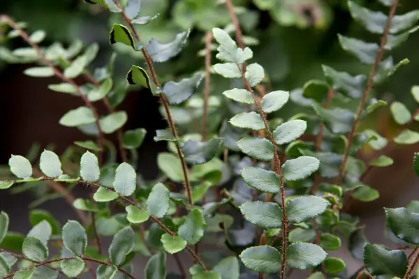 Close up of button fern. Sarah Cuttle