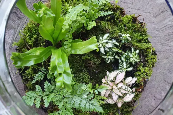Nerve plant growing with ferns and moss in a terrarium. Getty Images