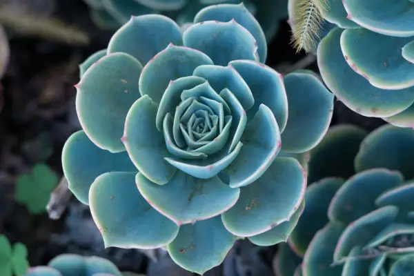 Closeup shot of a green Echeveria elegans. Getty Images
