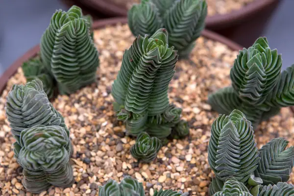Crassula 