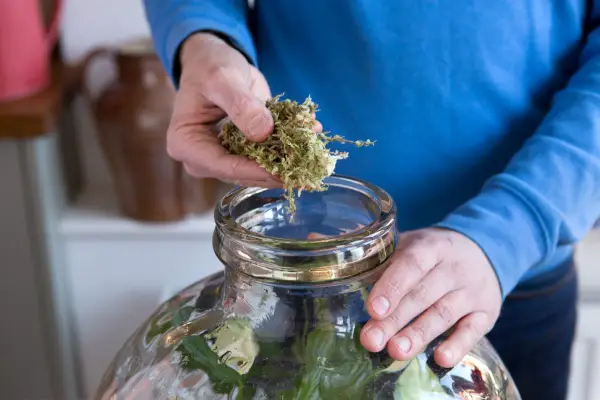 Mulching with moss. Sarah Cuttle