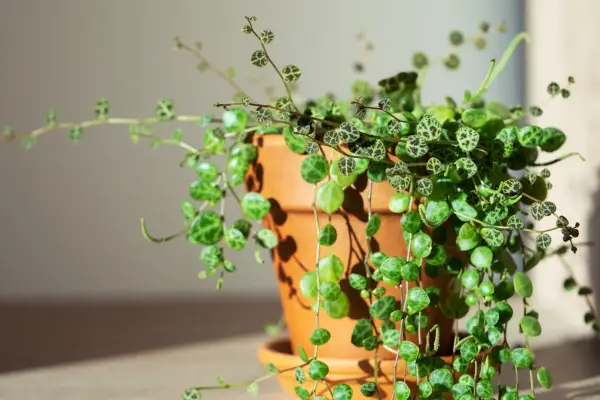 Closeup of Peperomia prostrata (string of turtles). Getty Images