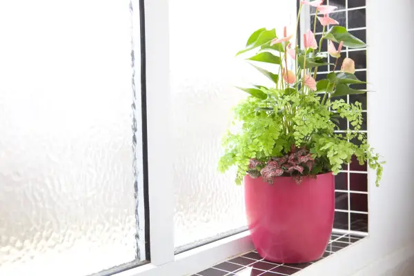 Polka dot plant in a pot with maidenhair fern and anthurium. Sarah Cuttle