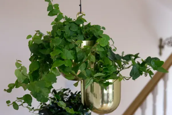 Creeping fig, Ficus pumila