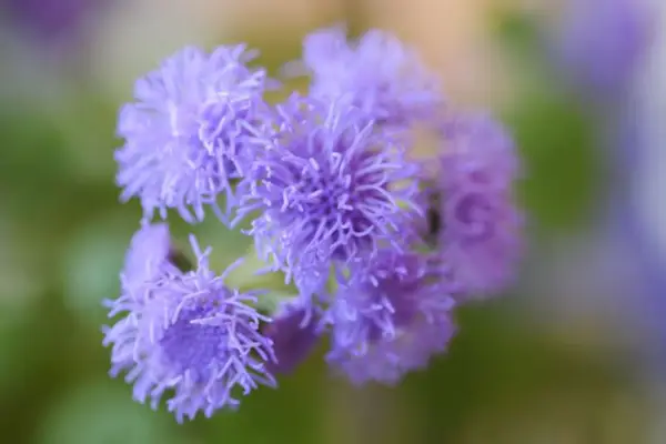 ageratum hustonianum 'Blue Mink'