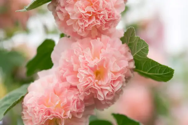 Alcea Rosea 'Peaches n Dreams'