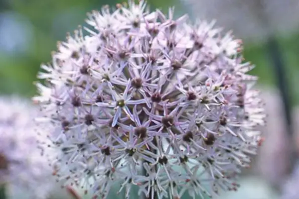 Česnek karataviense