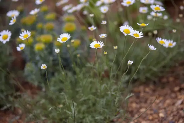Anthemis arvensis