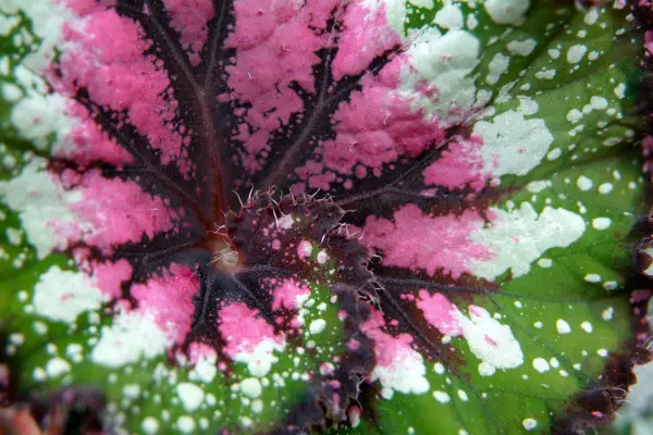 Begonia Rex „Casey Corwin”