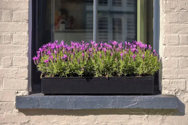 Lavender in a window box. Getty Images
