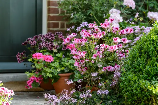 Geraniums in pots outside front of house. Jason Ingram