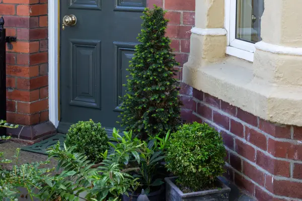 Clipped yew is a great plant for a front door. Neil Hepworth