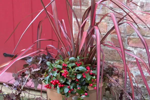 Red phormium, Gautheria procumbens and bronze ivy. Sarah Cuttle