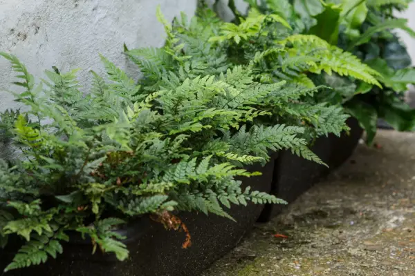 Ferns in containers. Jason Ingram
