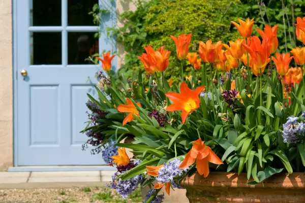 Cele mai bune plante de ușă din față