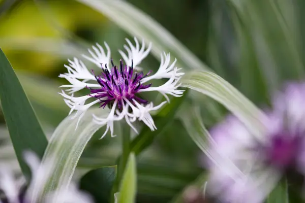 Centaurea montana Purple Heart