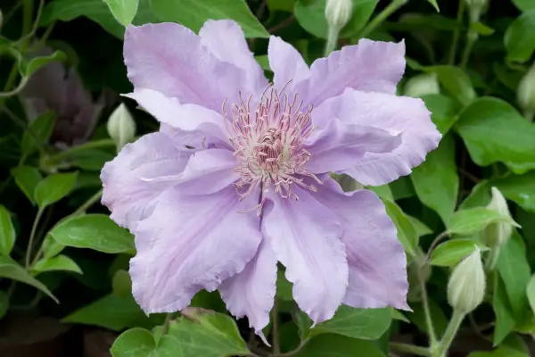 Clematis 'Filigree'