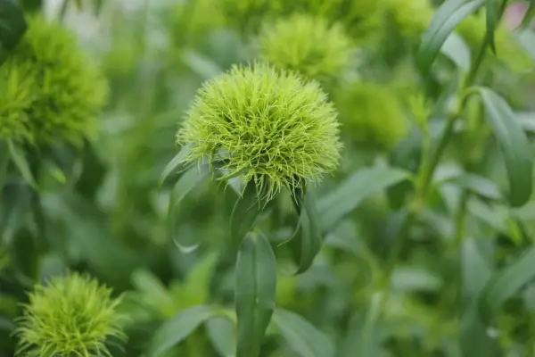 Dianthus barbatus 'grüner Trick'