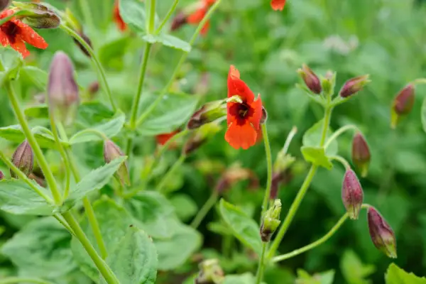 Erythranthe Cardinalis 'Red Dragon'