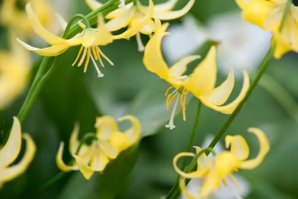 Erythronium 'Citronella'