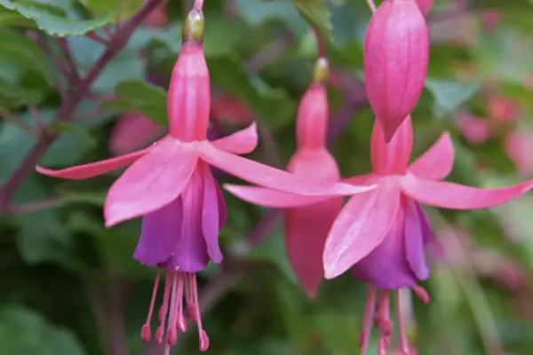 פוקסיה 'משואה'
