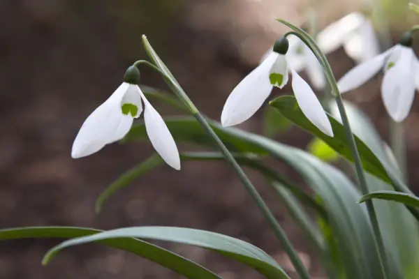 Galanthus elwesii