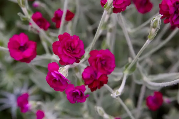 Lychnis coronaria 'VerdantVows'