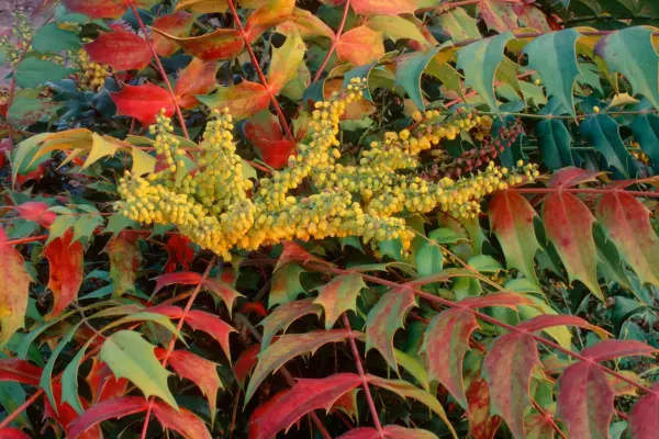 Mahonia x Media «En cours»