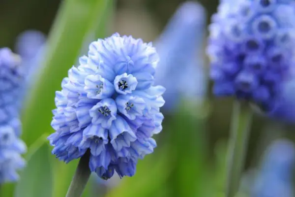 Muscari Azura