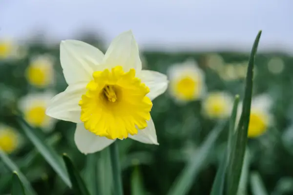„Stadionul” narcis