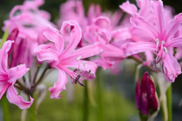 Nerine Bowdenii