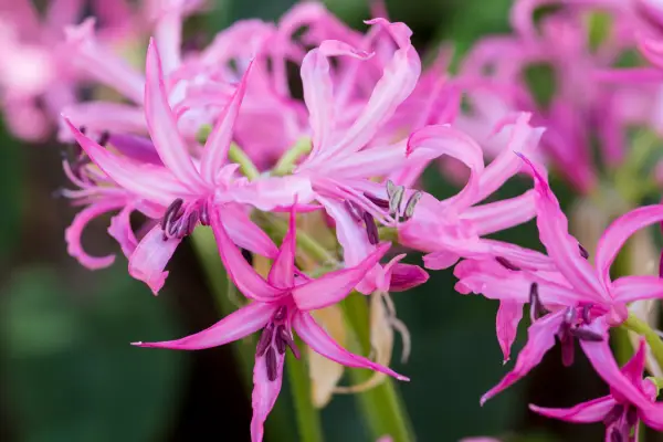 Nerine bowdenii