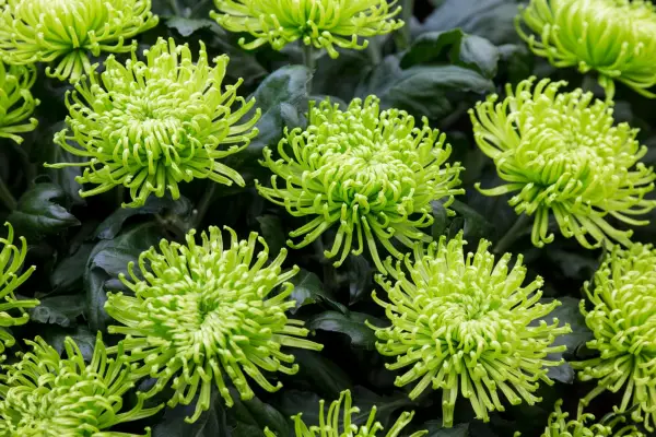 Chrysanthemum 