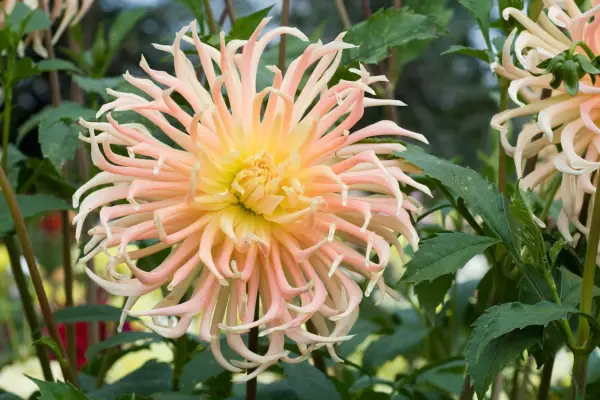 Dahlia 