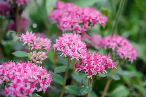 Sedum 