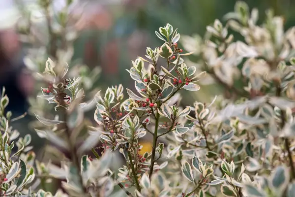 Rhamnus alaternus 'argenteovariegata'