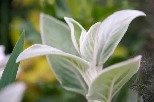 Stachys Byzantina 'grófka Helen von Stein'