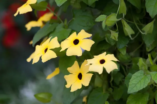 Thunbergia Tool 'Lemon Star'