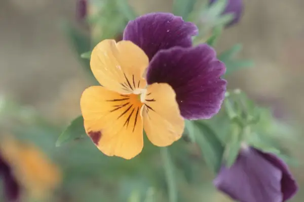 Viola 'Sorbet Orange Jump'