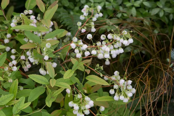 Zenobie Pulverulenta 'Raspberry Ripple'