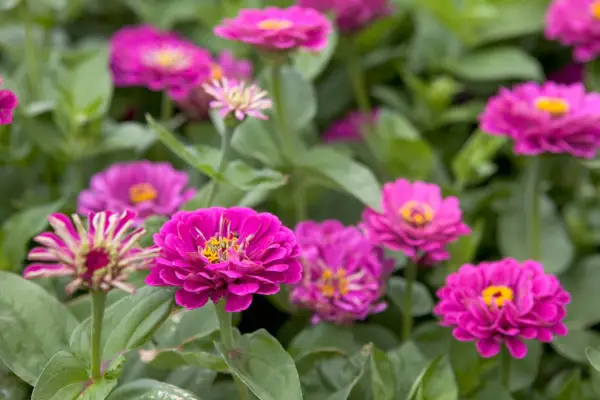 10 fargerike zinnias å vokse