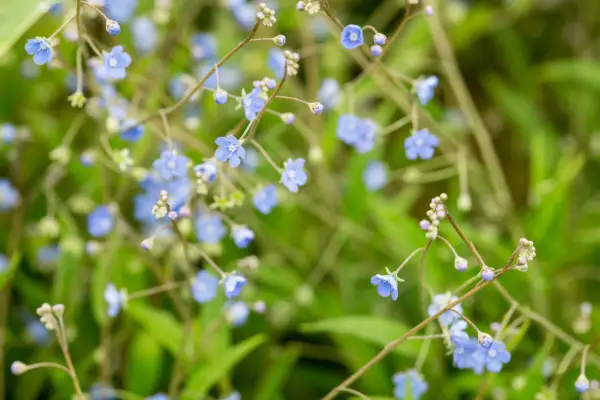 Omphalodes nitida