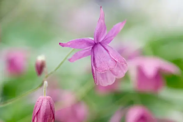 Semiaquilegia 