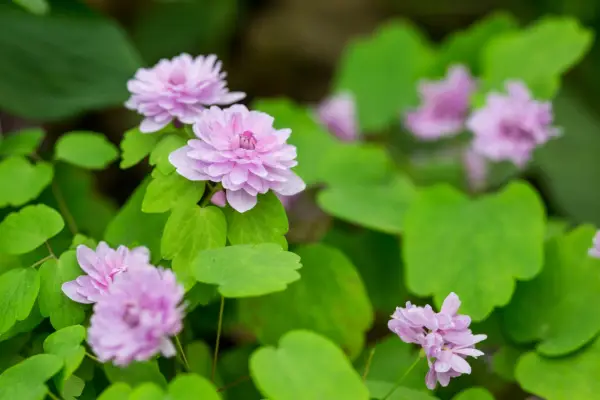 Anemonella thalictroides f. rosea 